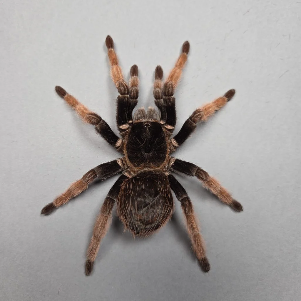 Brachypelma klaasi – L1