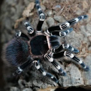 Acanthoscurria geniculata - L3