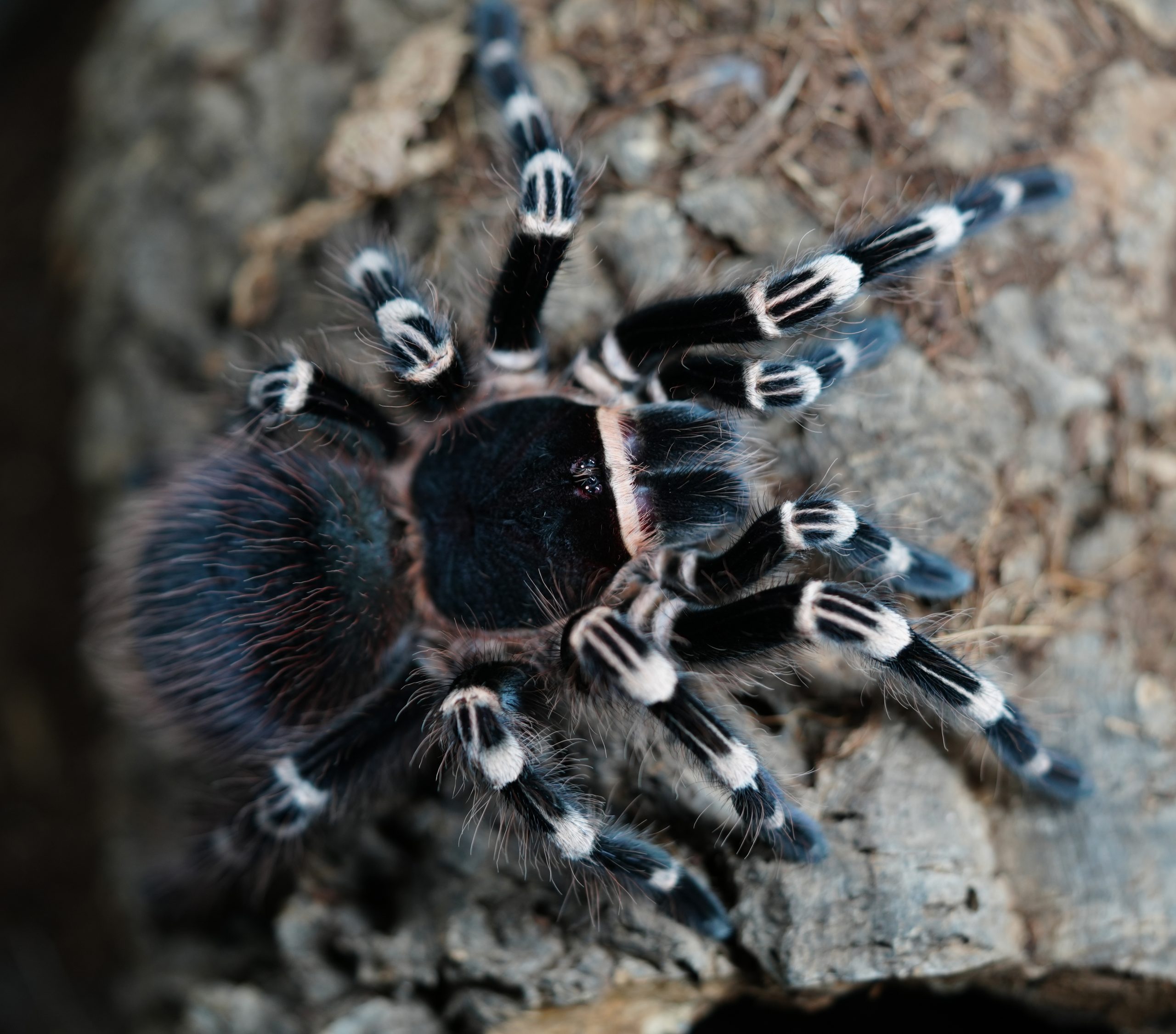 Acanthoscurria geniculata - L3