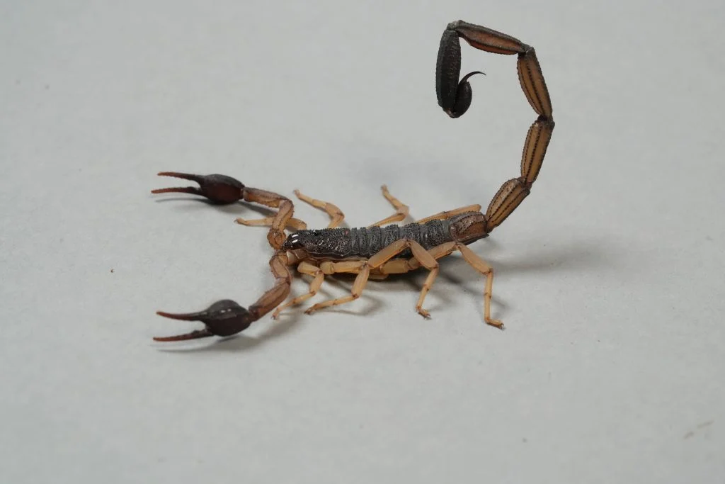 Centruroides edwardsii - adult
