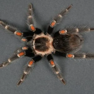 Brachypelma auratum - L2/3