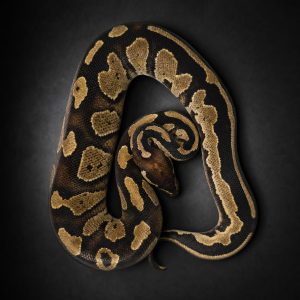 Pyton królewski ♀ Black Head Enchi+ (I51/25)