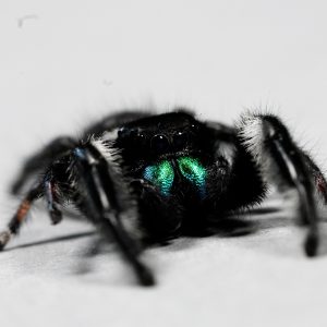 SKAKUN Phidippus regius - L6/7/adult - samiec