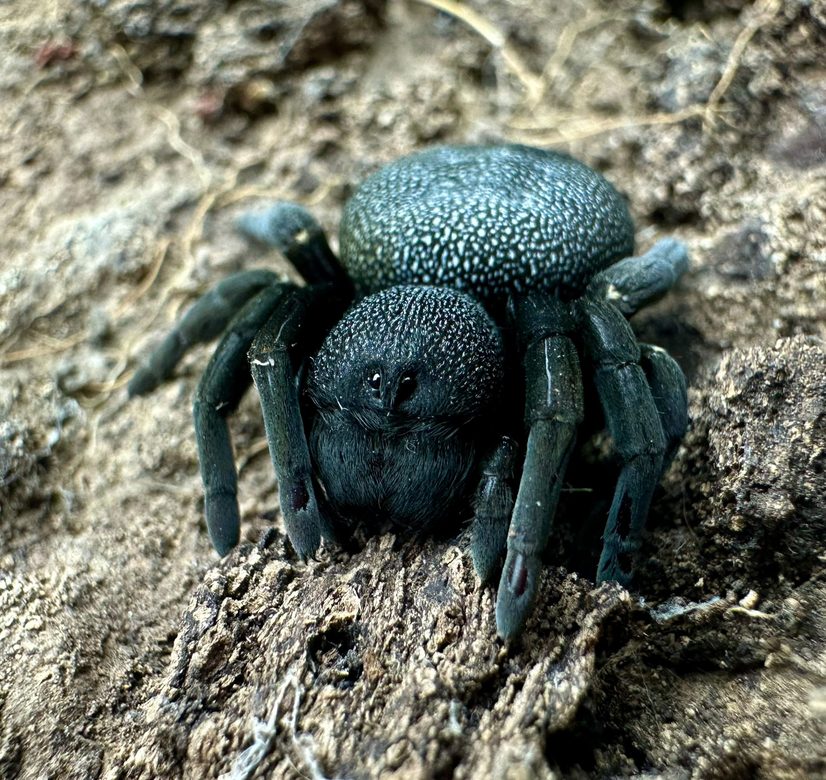 Eresus sandaliatus - L2