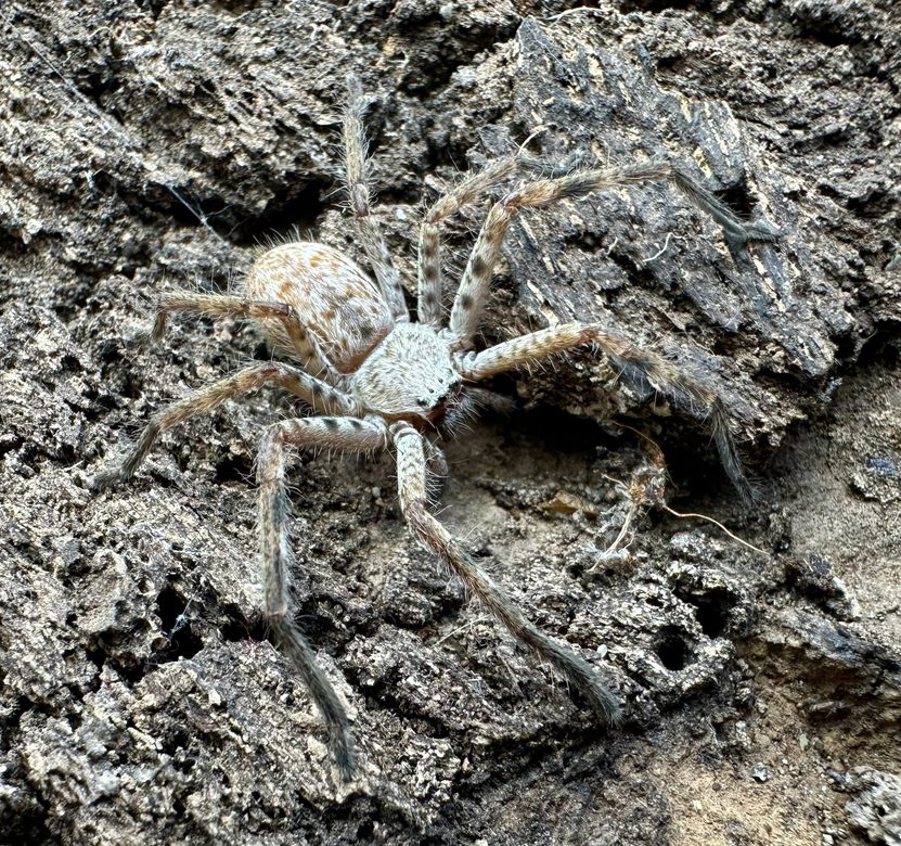 Holconia immanis - 2 DC