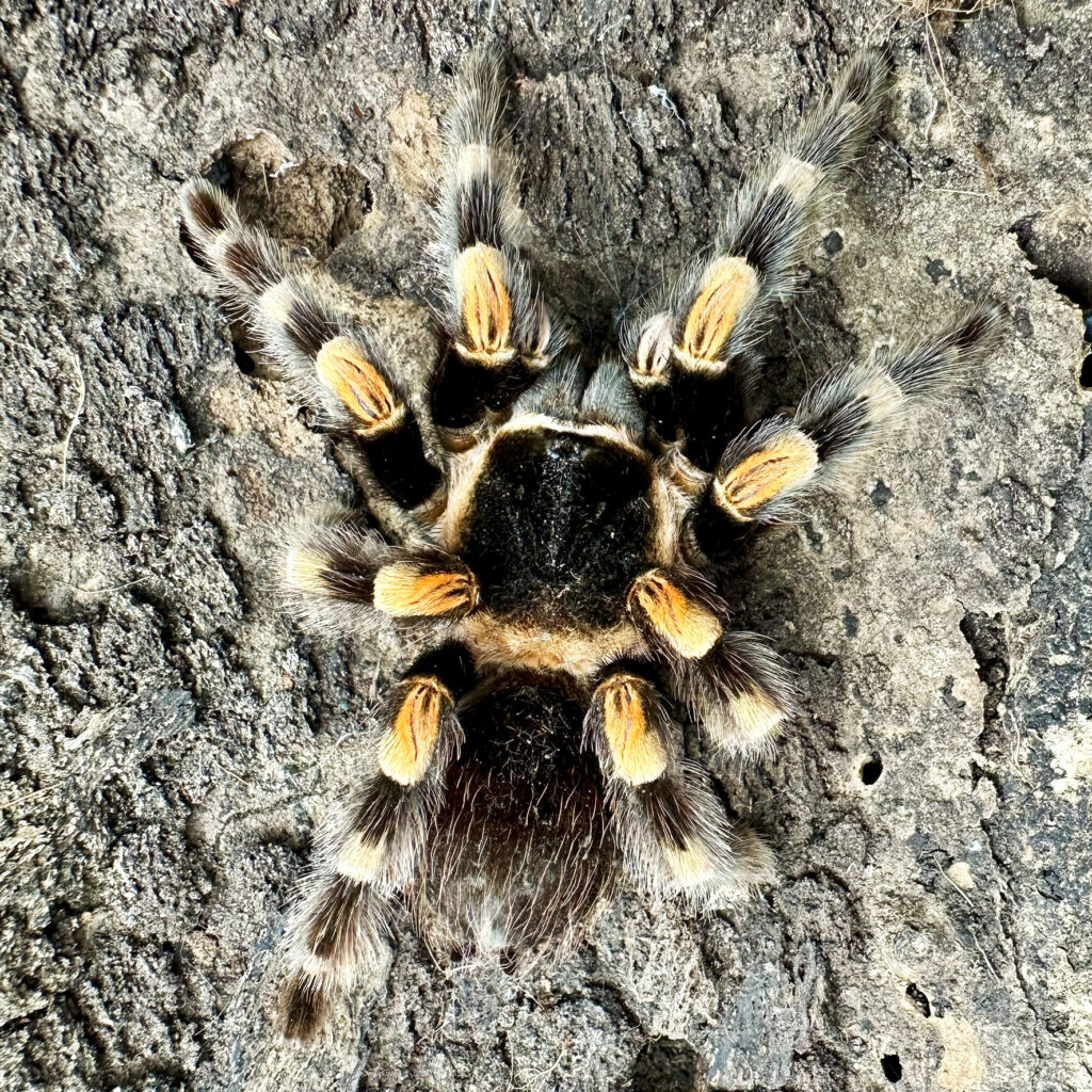 Brachypelma hamorii - L3