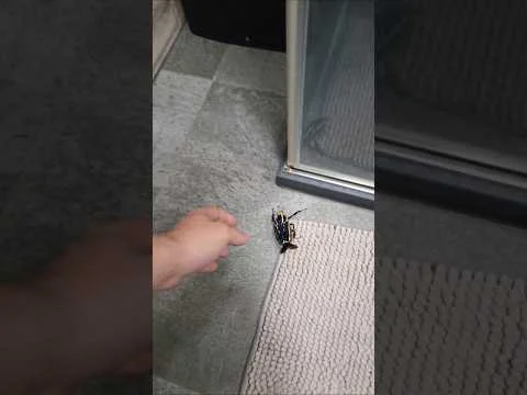 Prawie wleciał do toalety...